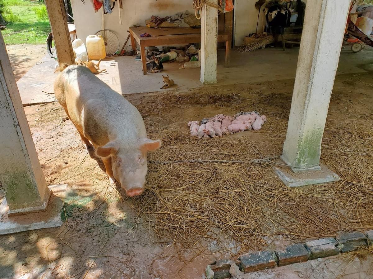 Momma & baby pigs near a "well family" (seen on Ramsey Foundation visit to Cambodia)